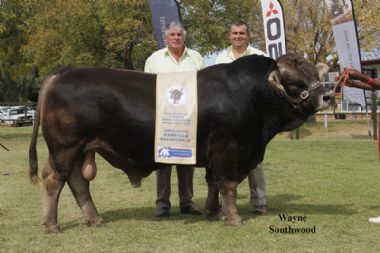 L 5378 - Junior Champion and Grand Champion Bull of Eduan stud with Gawie (0828979555) and Willem (0827757067)